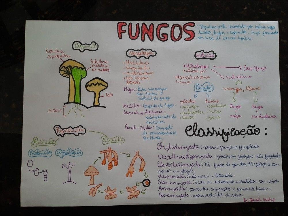 Mapas Mentais Sobre FUNGOS Study Maps