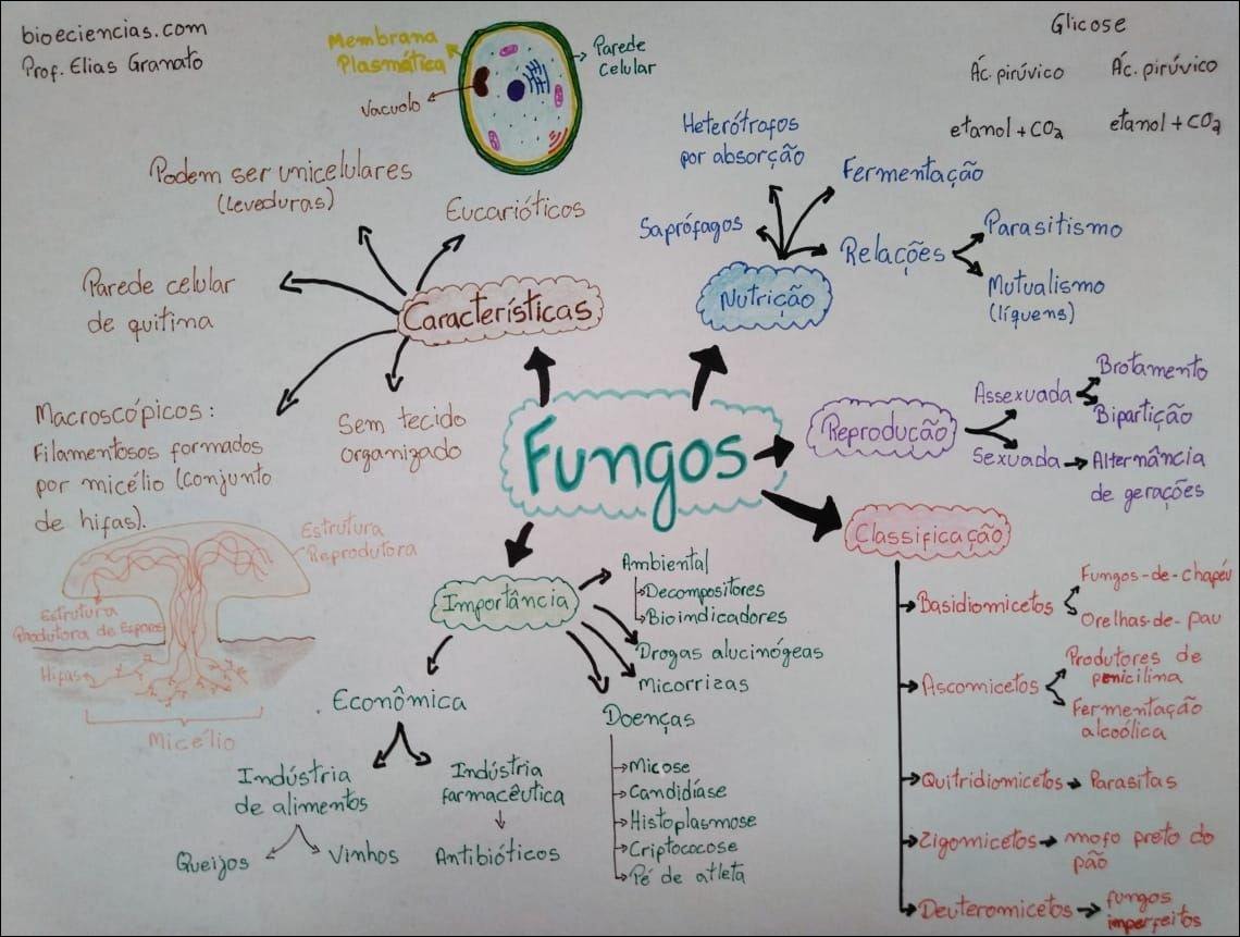 Mapas Mentais Sobre FUNGOS Study Maps