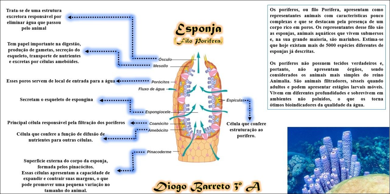 Mapas Mentais Sobre Filo Porifera Study Maps Porn Sex Picture