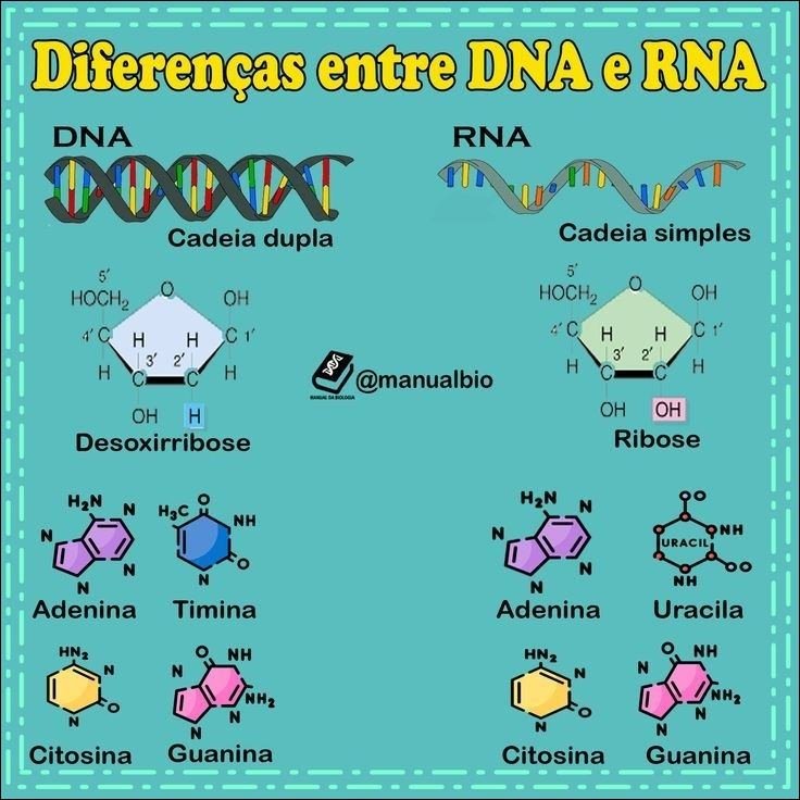 Mapas Mentais Sobre DNA E RNA Study Maps