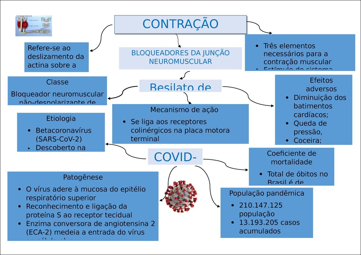 Mapas Mentais Sobre Contra O Muscular Study Maps