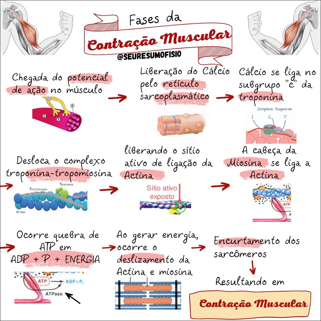 Mapas Mentais sobre CONTRAÇÃO MUSCULAR Study Maps