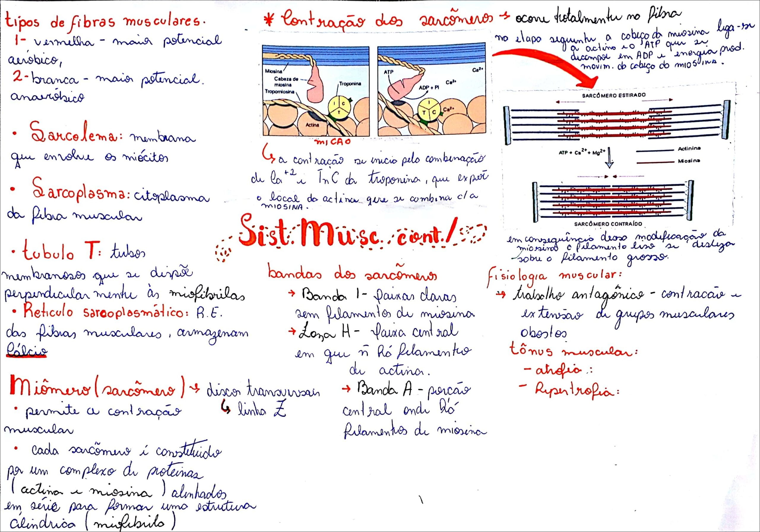 Mapas Mentais sobre CONTRAÇÃO MUSCULAR Study Maps