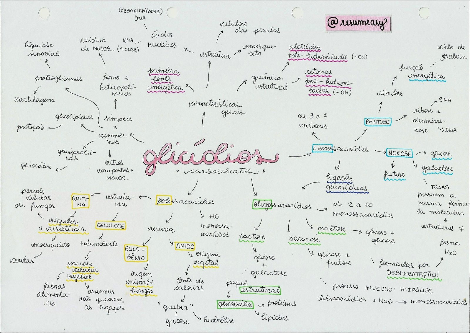 Mapas Mentais Sobre CARBOIDRATOS Study Maps