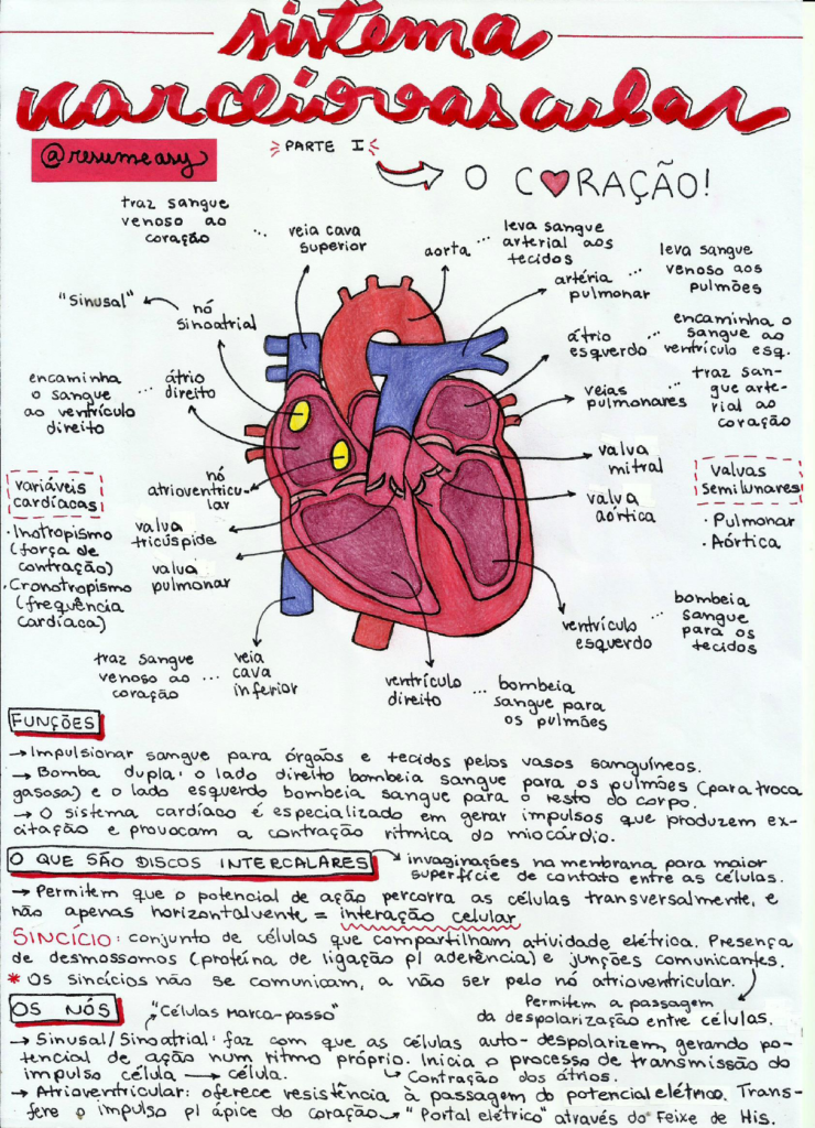 Mapa Mental Sobre Sistema Cardiovascular Study Maps Biology Lessons