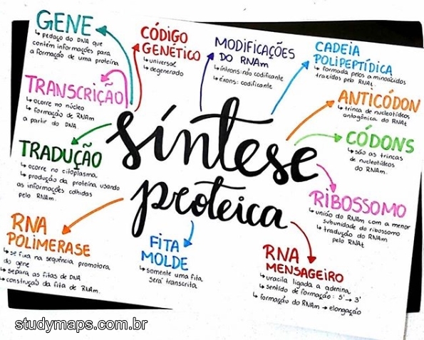 Mapa Mental Sobre S Ntese Proteica Study Maps