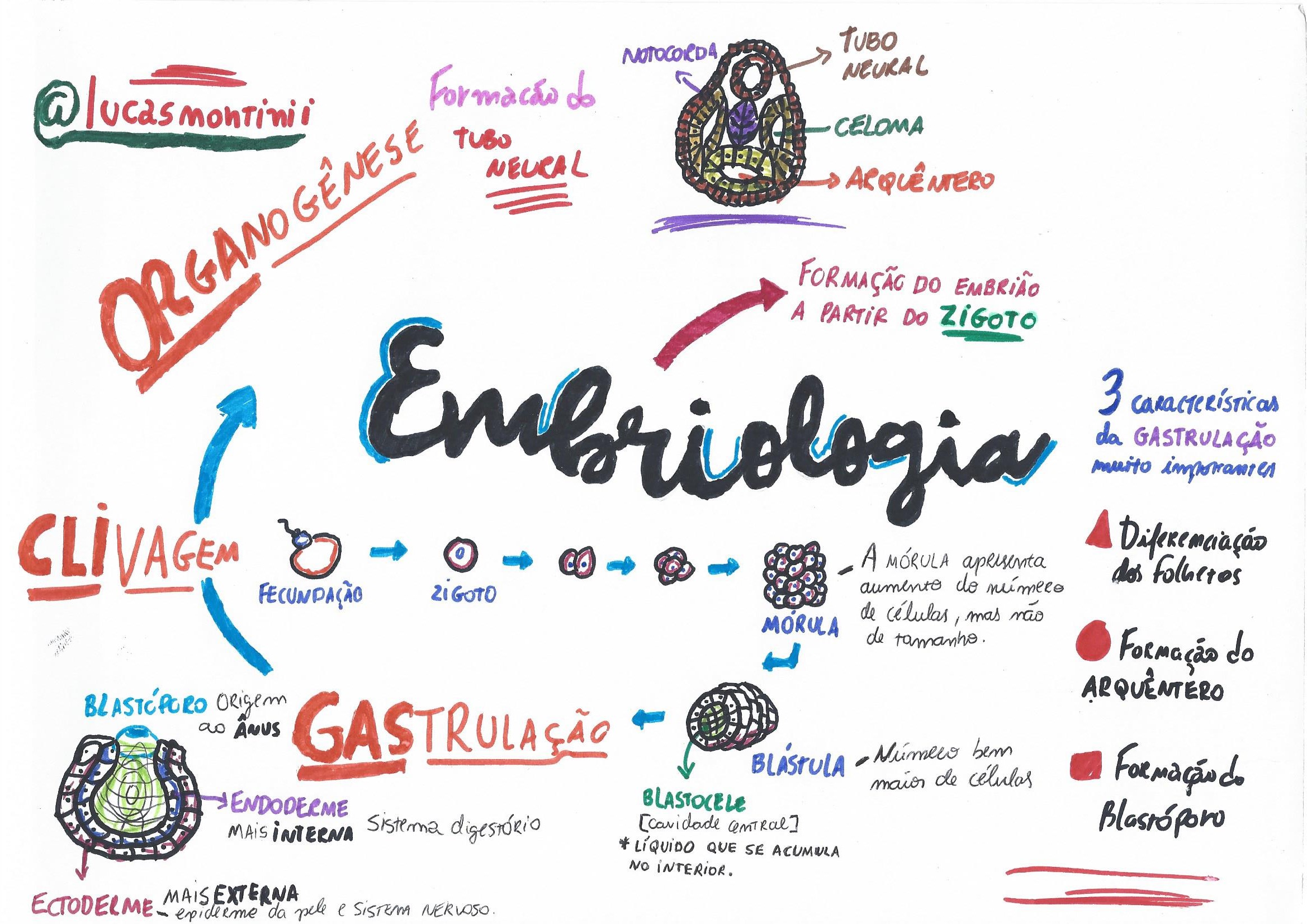 Embriologia Humana 