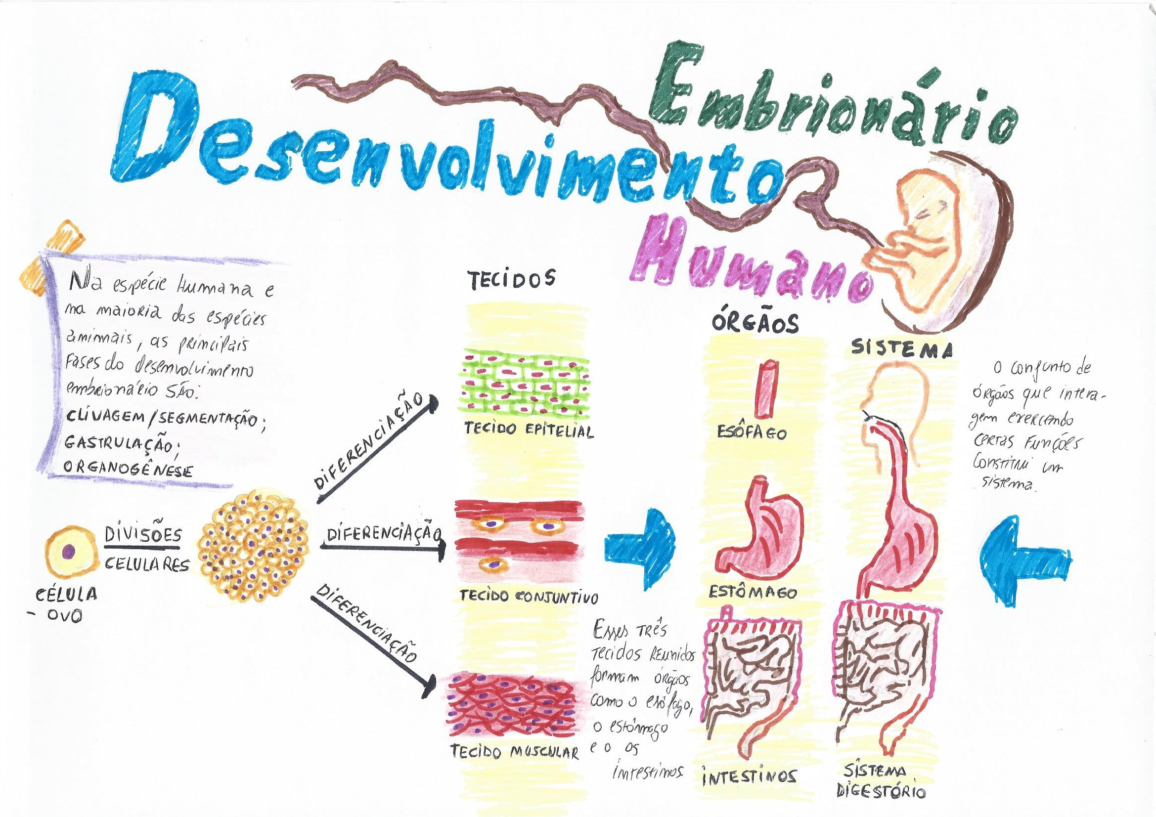 El Desarrollo Embrionario Mapa Mental Porn Sex Picture