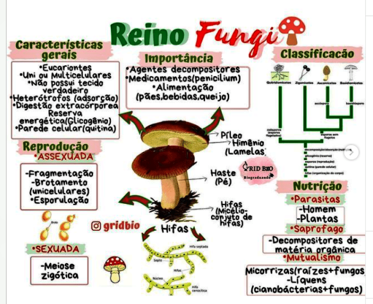 Mapa Mental Sobre Reino Fungi Study Maps