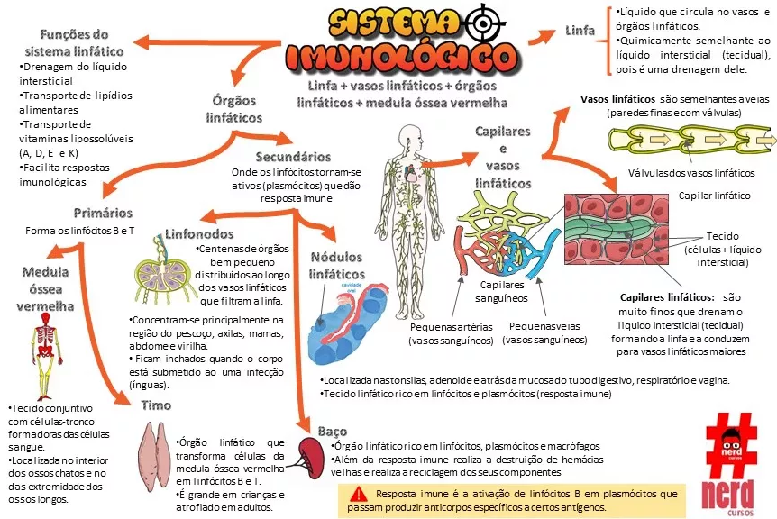 MAPA MENTAL SOBRE SISTEMA IMUNOLÓGICO - STUDY MAPS