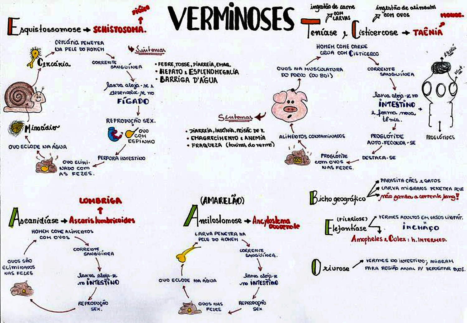 MAPA MENTAL SOBRE AS VERMINOSES - STUDY MAPS