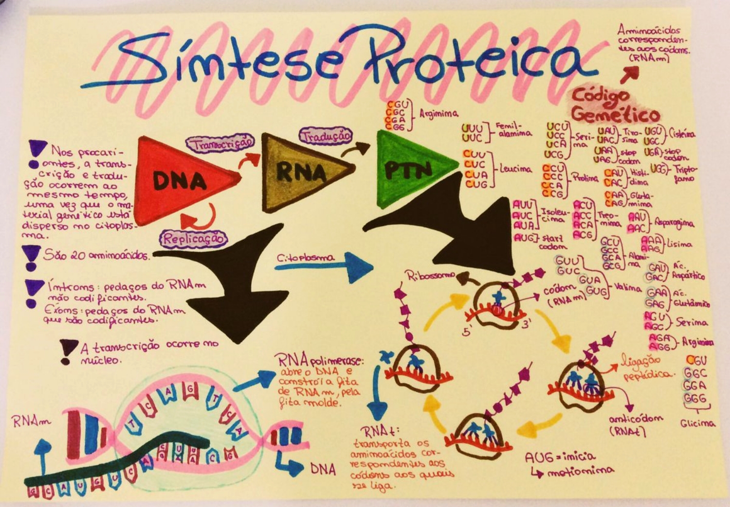 MAPA MENTAL SOBRE SÍNTESE PROTEICA - STUDY MAPS