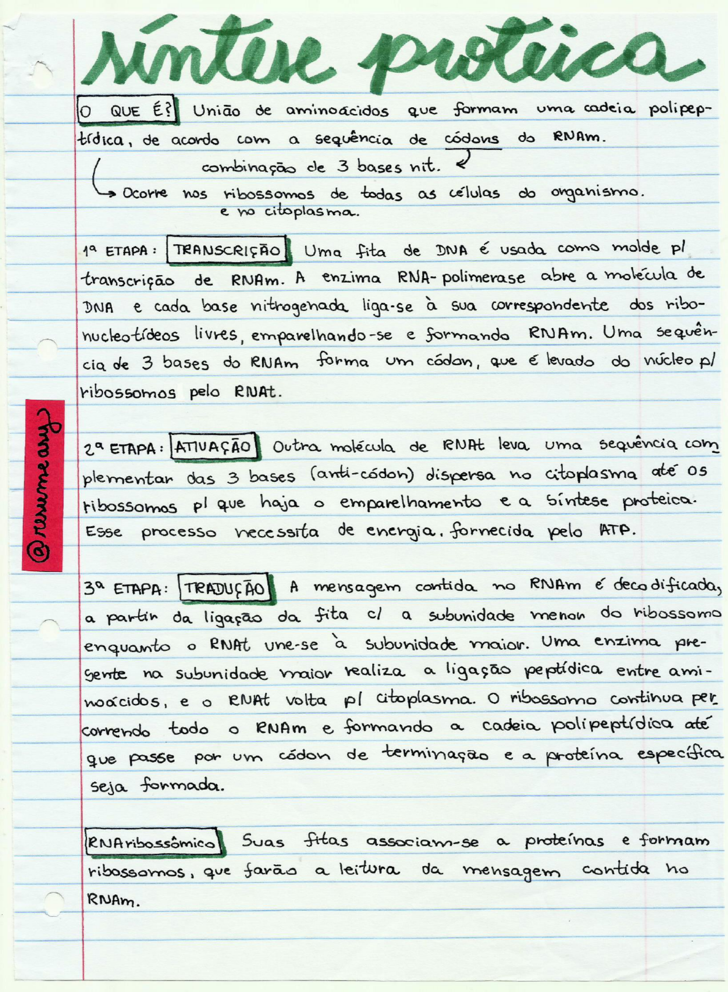 MAPA MENTAL SOBRE SÍNTESE PROTEICA - STUDY MAPS