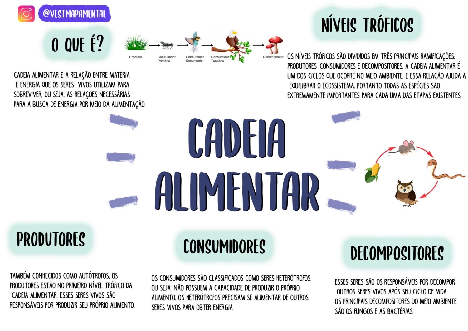 MAPA MENTAL SOBRE CADEIA ALIMENTAR ENEM - STUDY MAPS