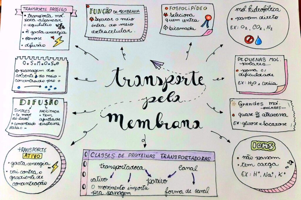 Mapa Mental De Transporte Pela Membrana Study Maps