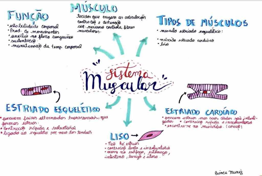 MAPA MENTAL SOBRE SISTEMA MUSCULAR STUDY MAPS