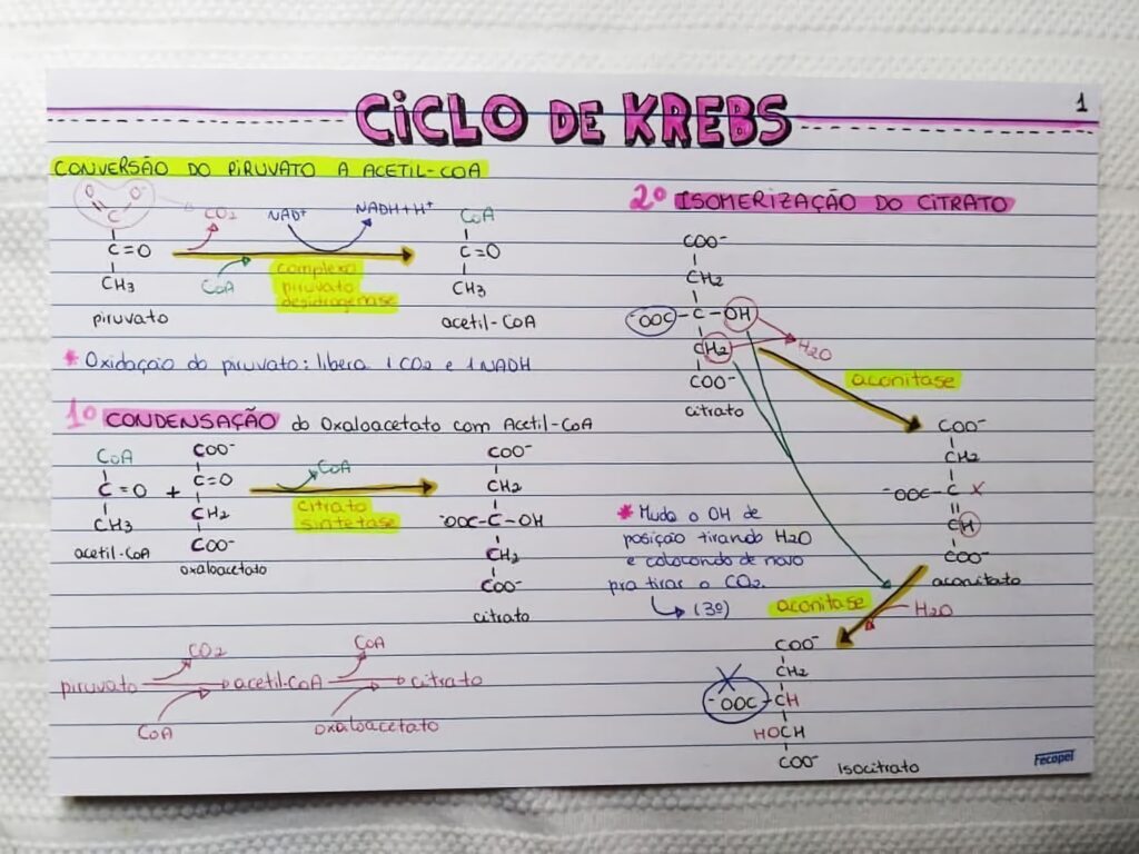 Mapa Mental Sobre Ciclo De Krebs Study Maps