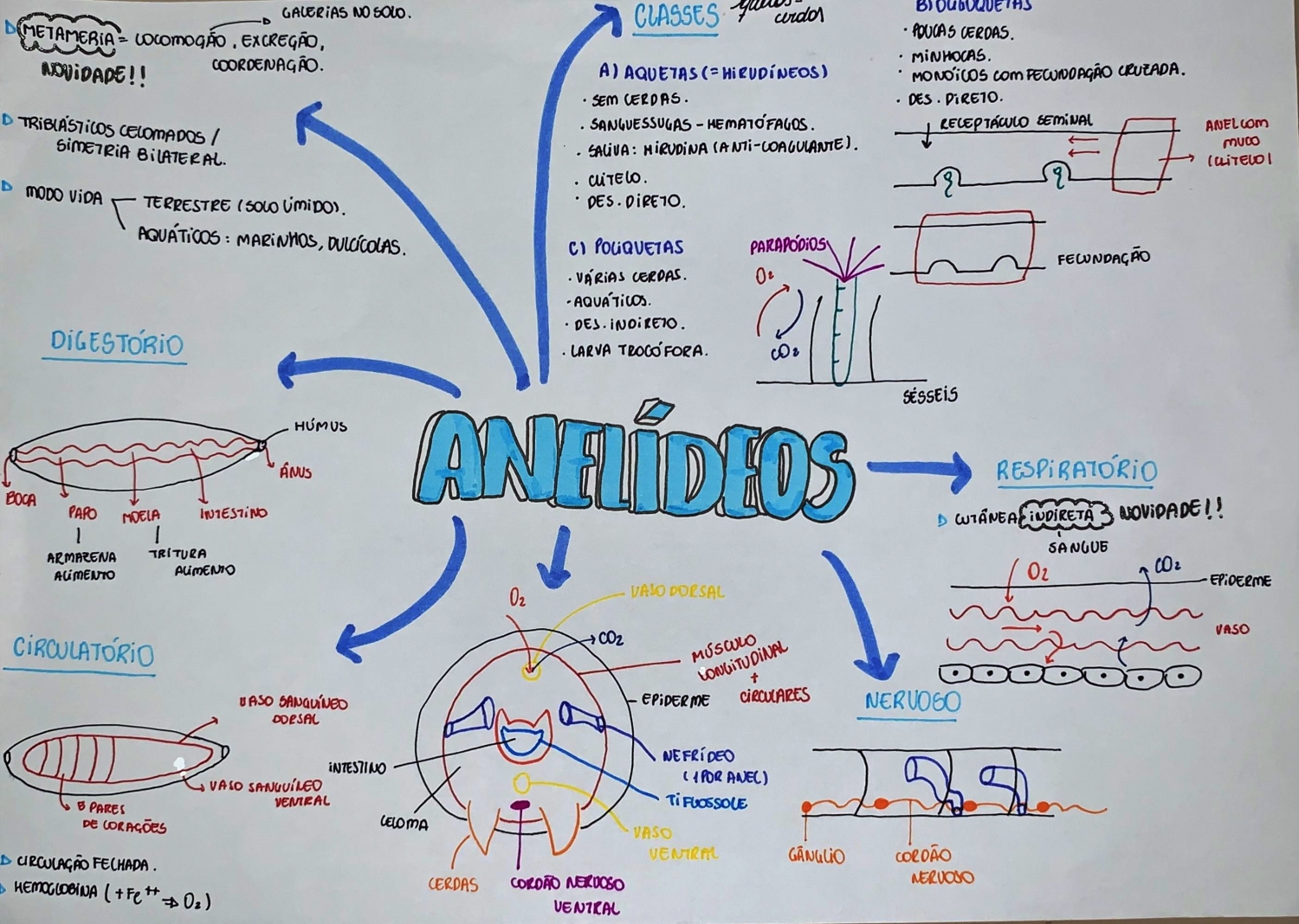 Mapa Mental Sobre Anel Deos Study Maps