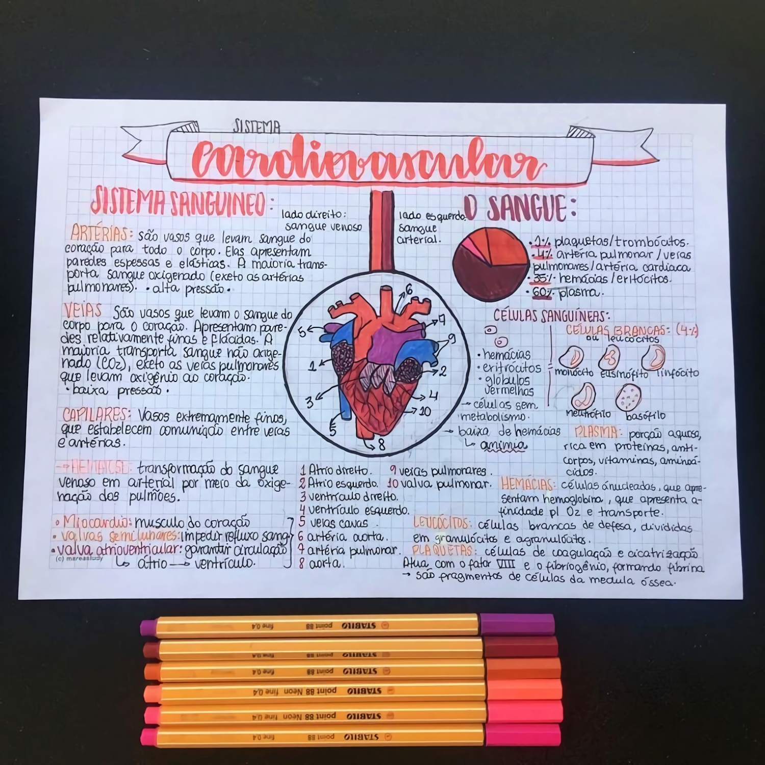 MAPA MENTAL SOBRE SISTEMA CARDIOVASCULAR | STUDY MAPS