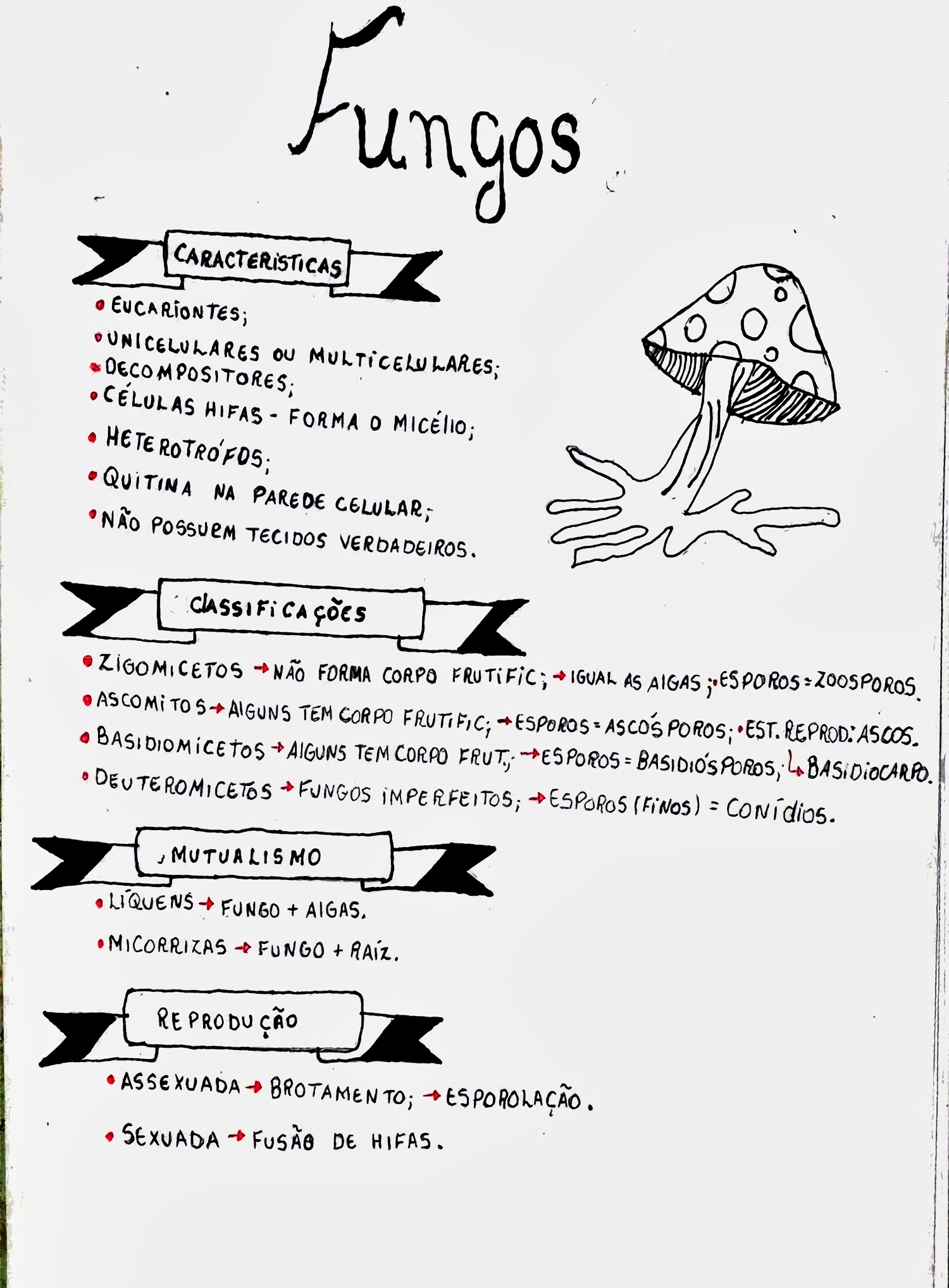 MAPA MENTAL SOBRE FUNGOS - STUDY MAPS