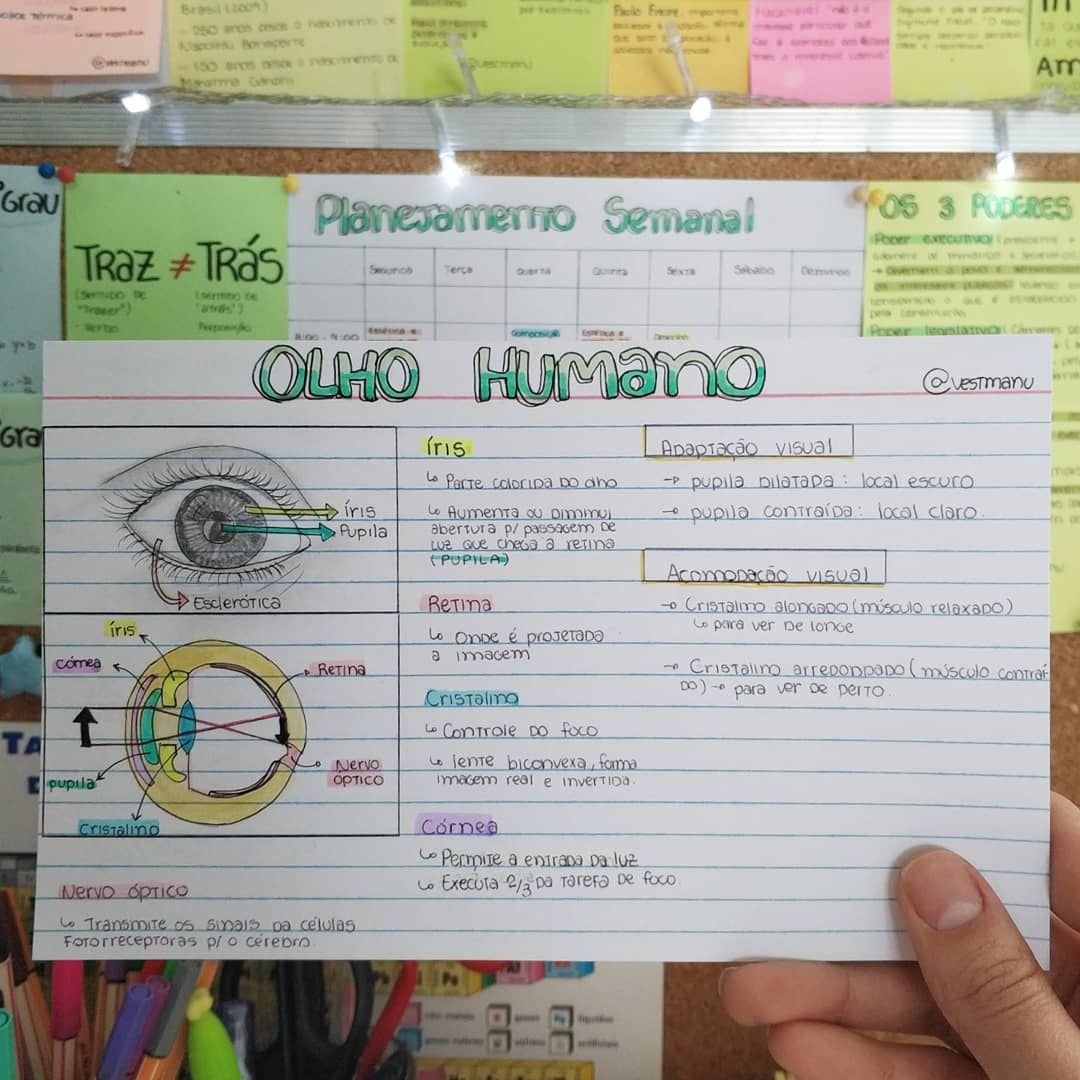 OLHO HUMANO