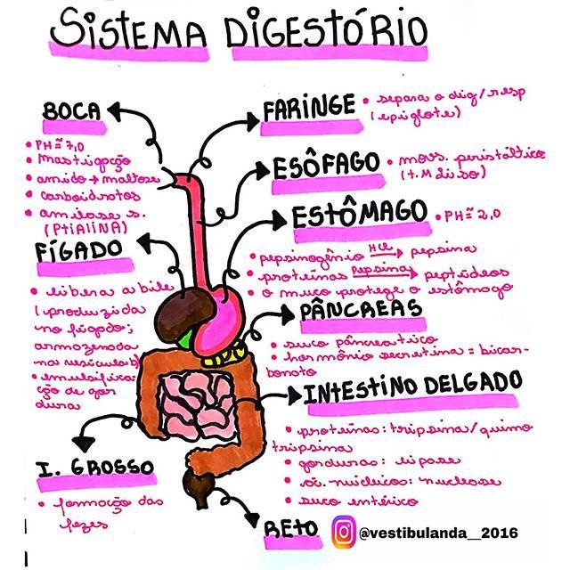 Sistema Digestório