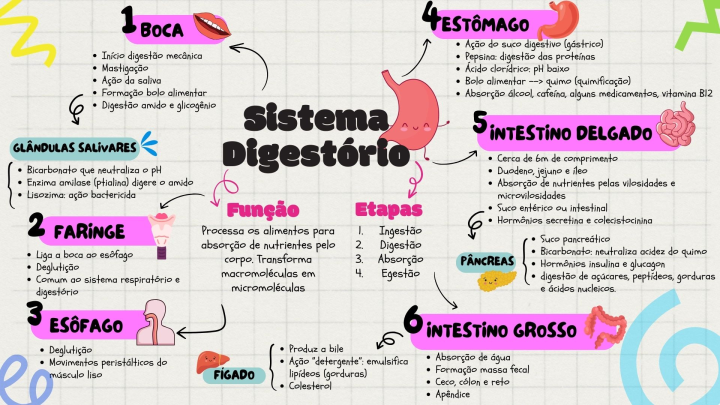 Sistema Digestório