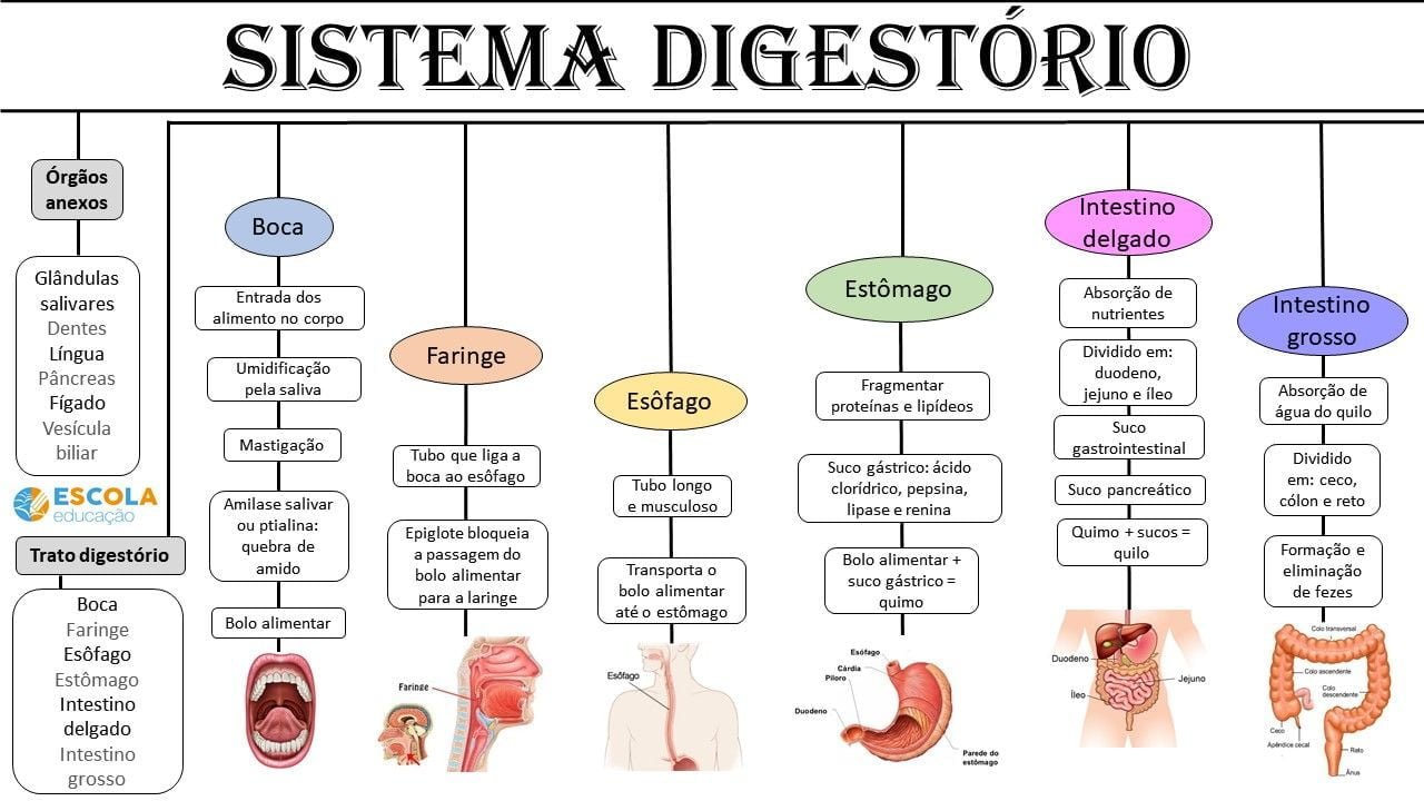 Sistema Digestório