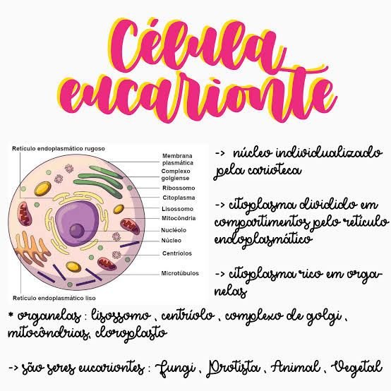 CELULAS EUCARIONTES