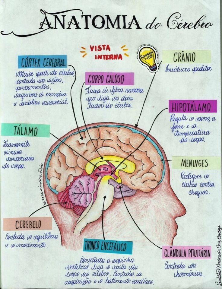 ANATOMIA HUMANA