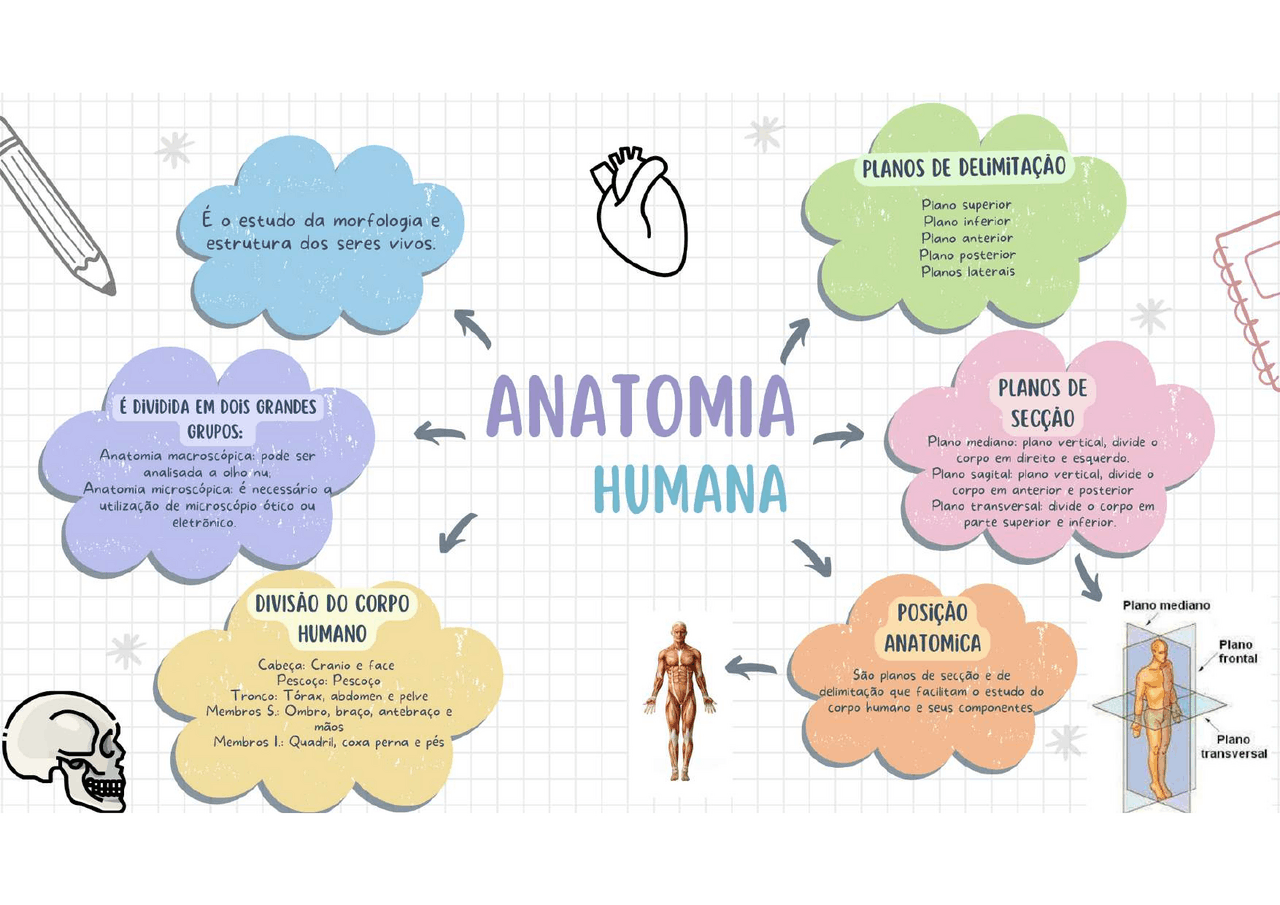 ANATOMIA HUMANA