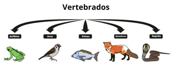 ANIMAIS VERTEBRADOS