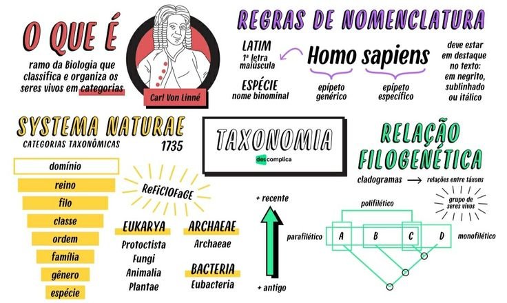 mapa mental com Invertebrados: Uma Diversidade de Formas e Funções