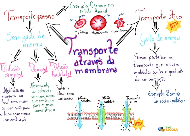 TRANSPORTE ATIVO E PASSIVO