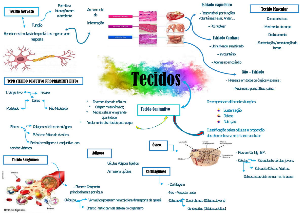 Mapas Mentais Sobre TECIDOS DO CORPO HUMANO - Study Maps