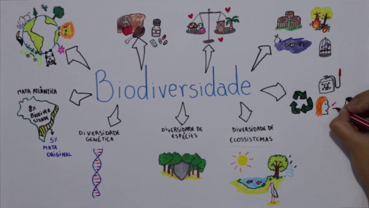 Mapas Mentais Sobre Biodiversidade Study Maps