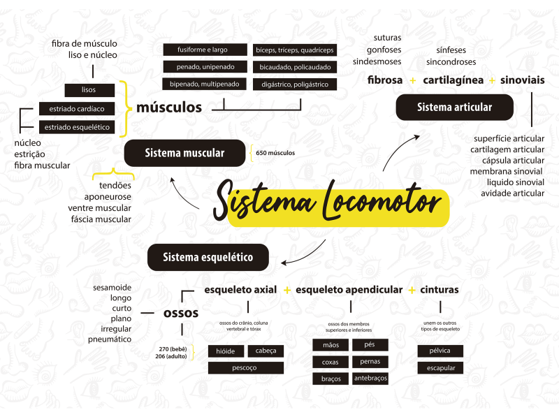 SISTEMA LOCOMOTOR