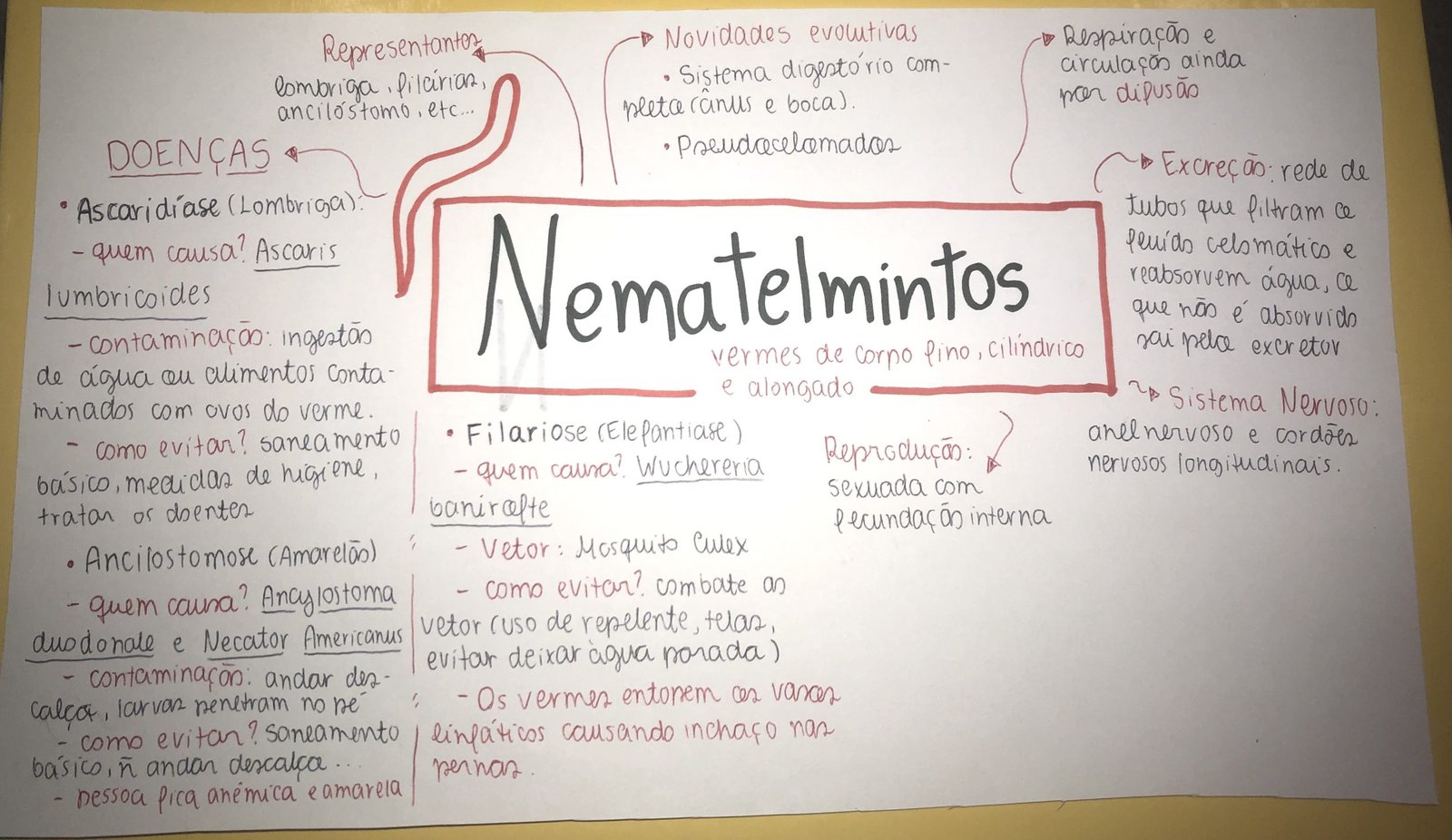 Mapa mental sobre NEMATELMINTOS