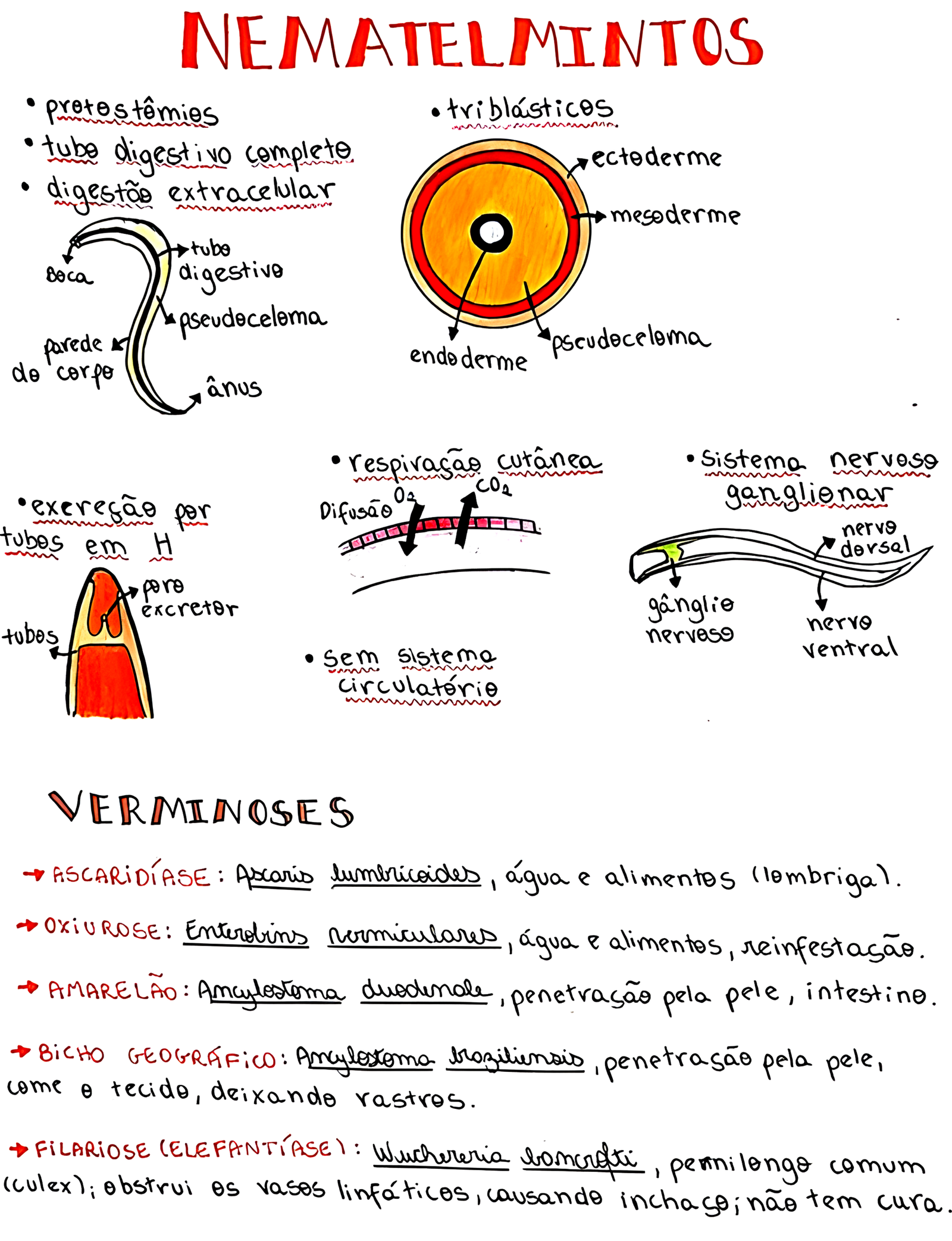 Mapa mental sobre NEMATELMINTOS