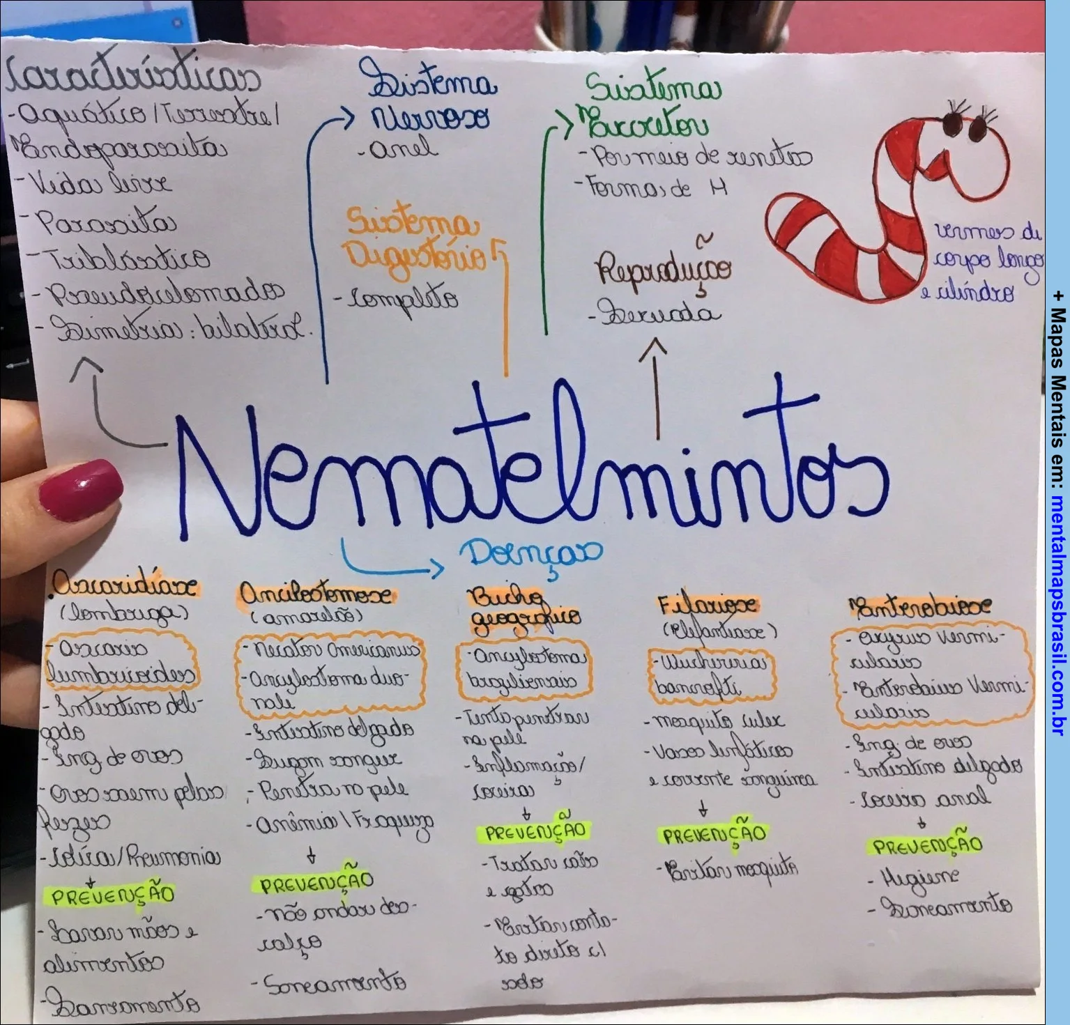 Mapa mental sobre NEMATELMINTOS
