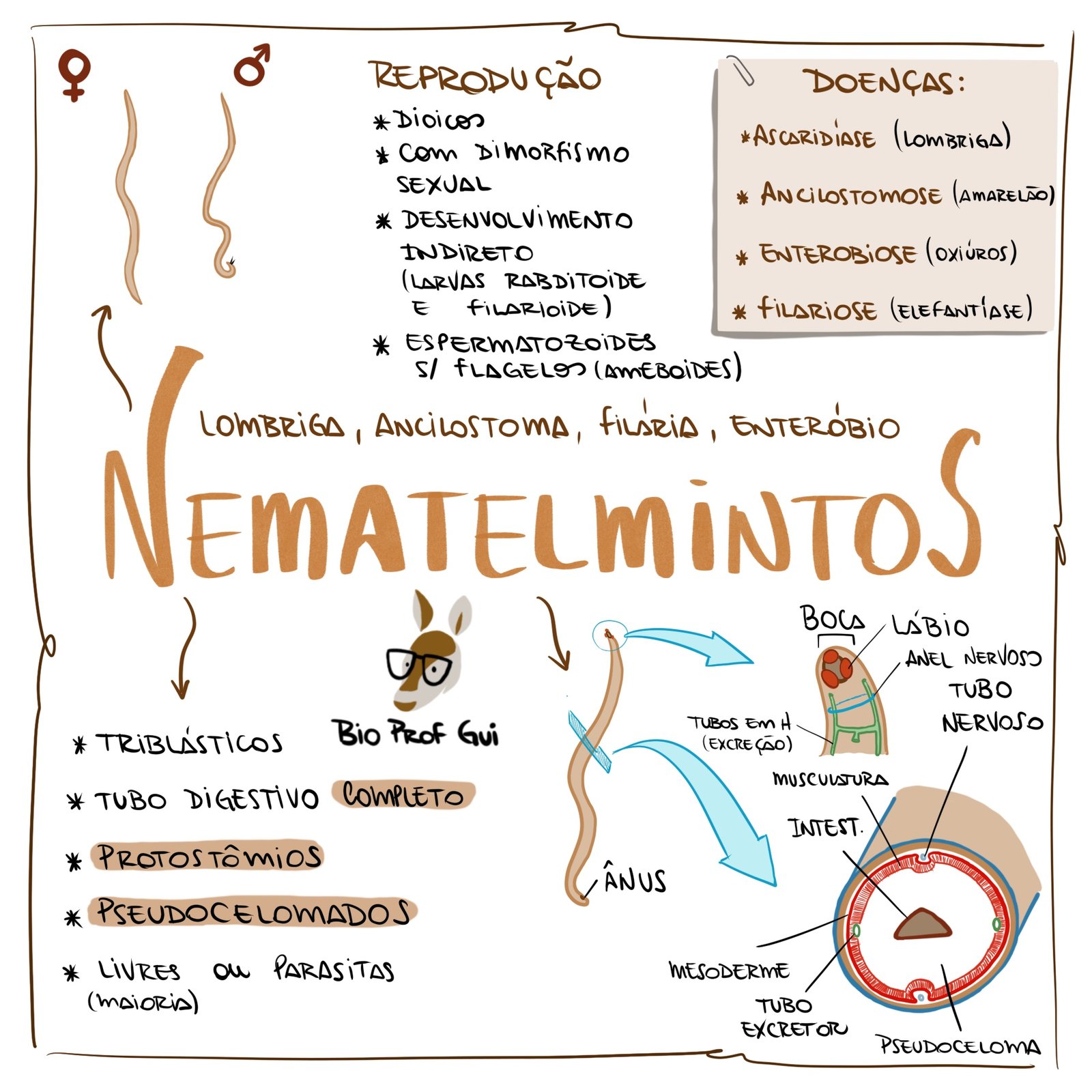 Mapa mental sobre NEMATELMINTOS