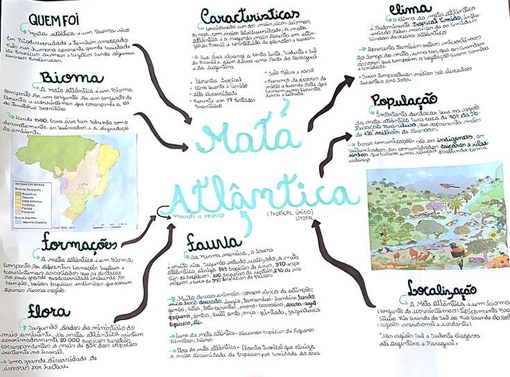 Mapa mental sobre A MATA ATLANTICA