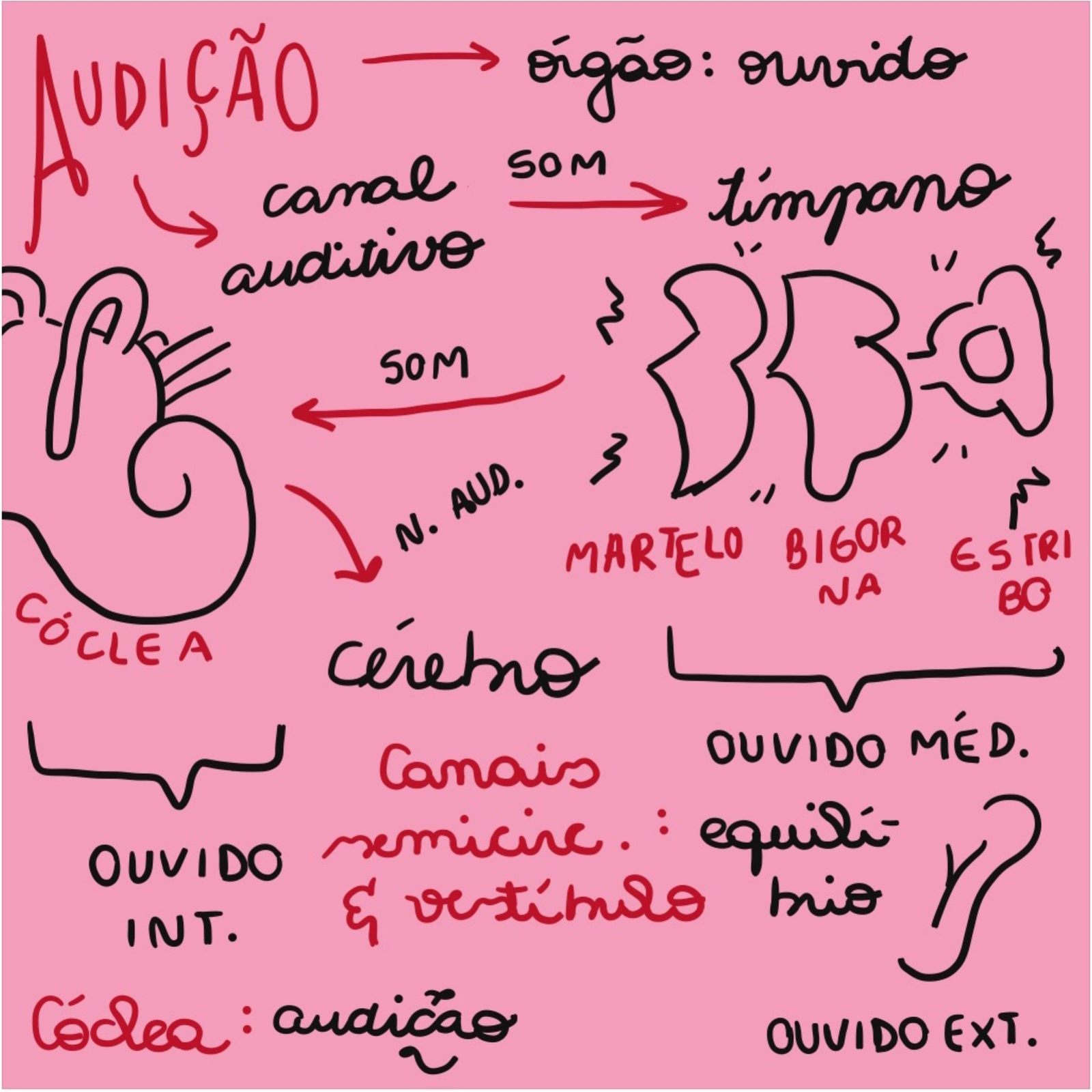 Mapa mental sobre AUDICAO