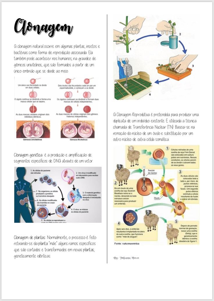 Mapa mental sobre CLONAGEM