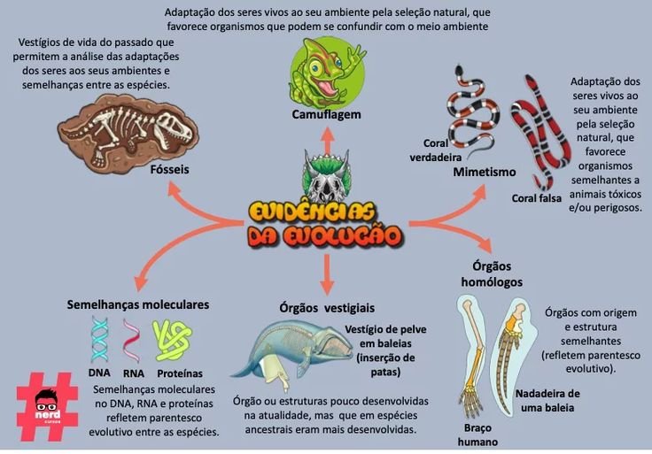 Mapa mental sobre EVIDENCIAS DA EVOLUCAO