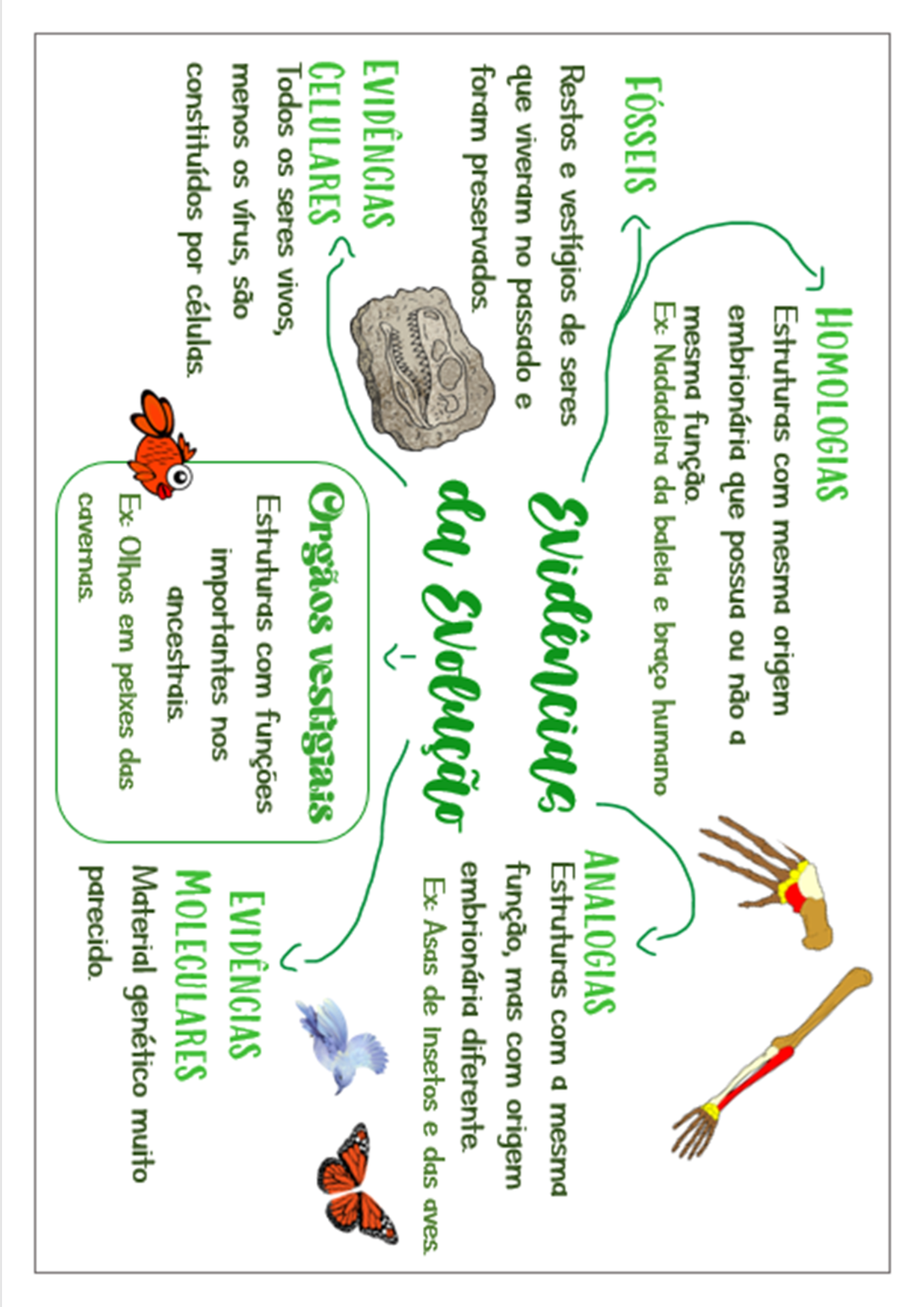 Mapa mental sobre EVIDENCIAS DA EVOLUCAO
