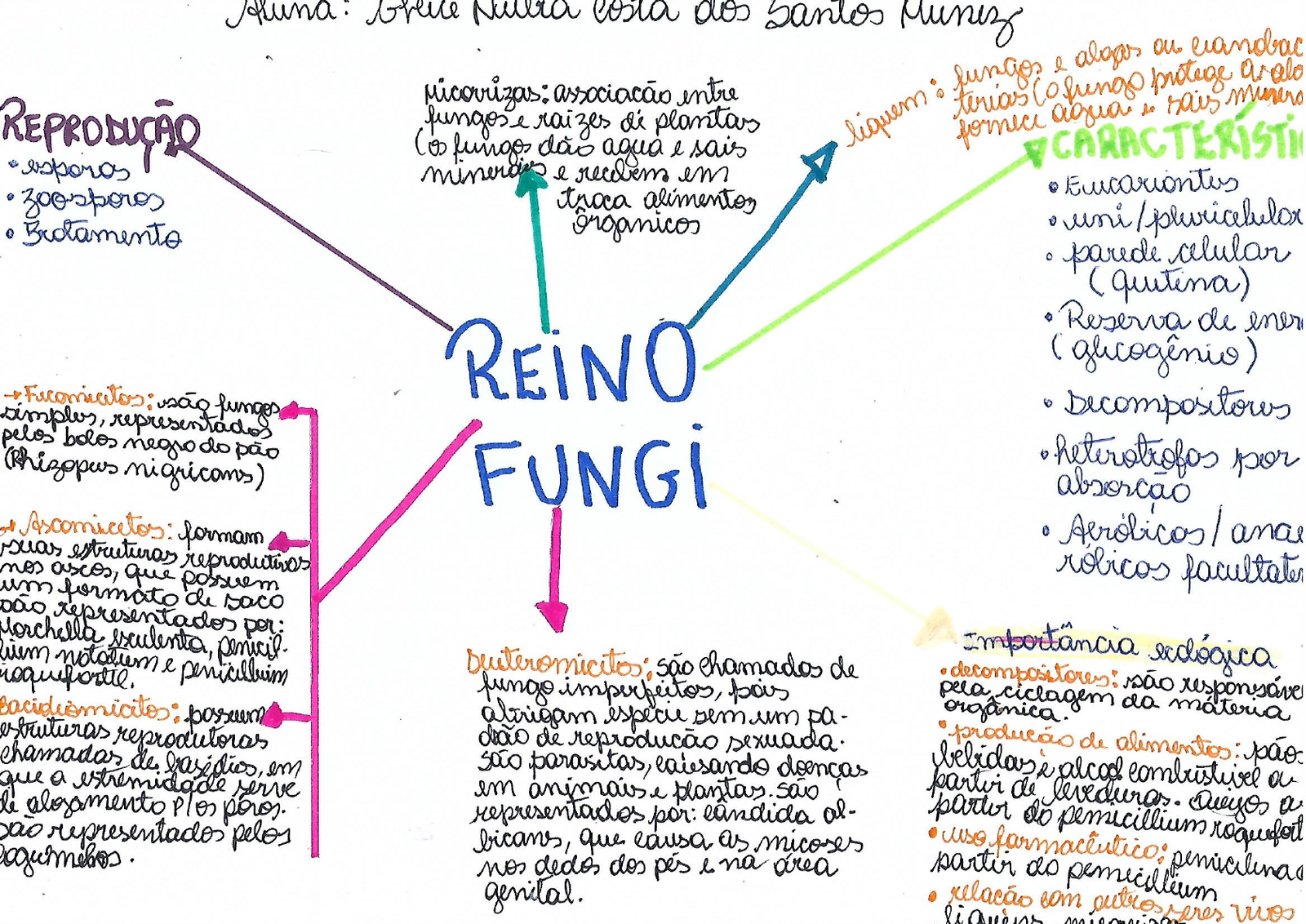 Mapa mental sobre O REINO FUNGI