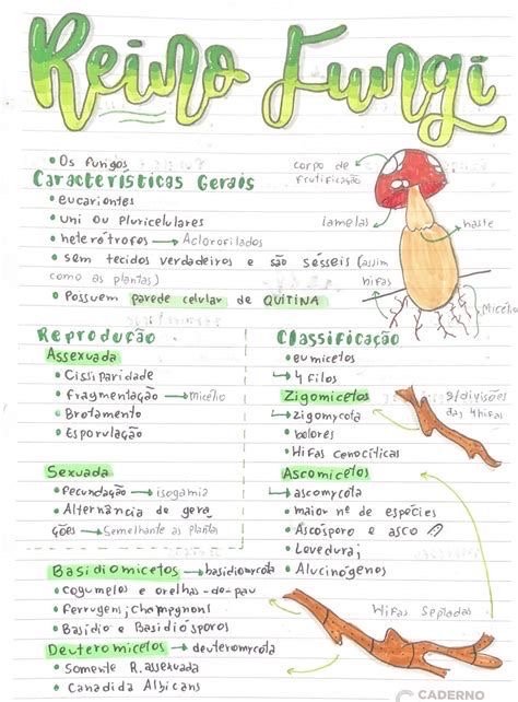 Mapa mental sobre O REINO FUNGI