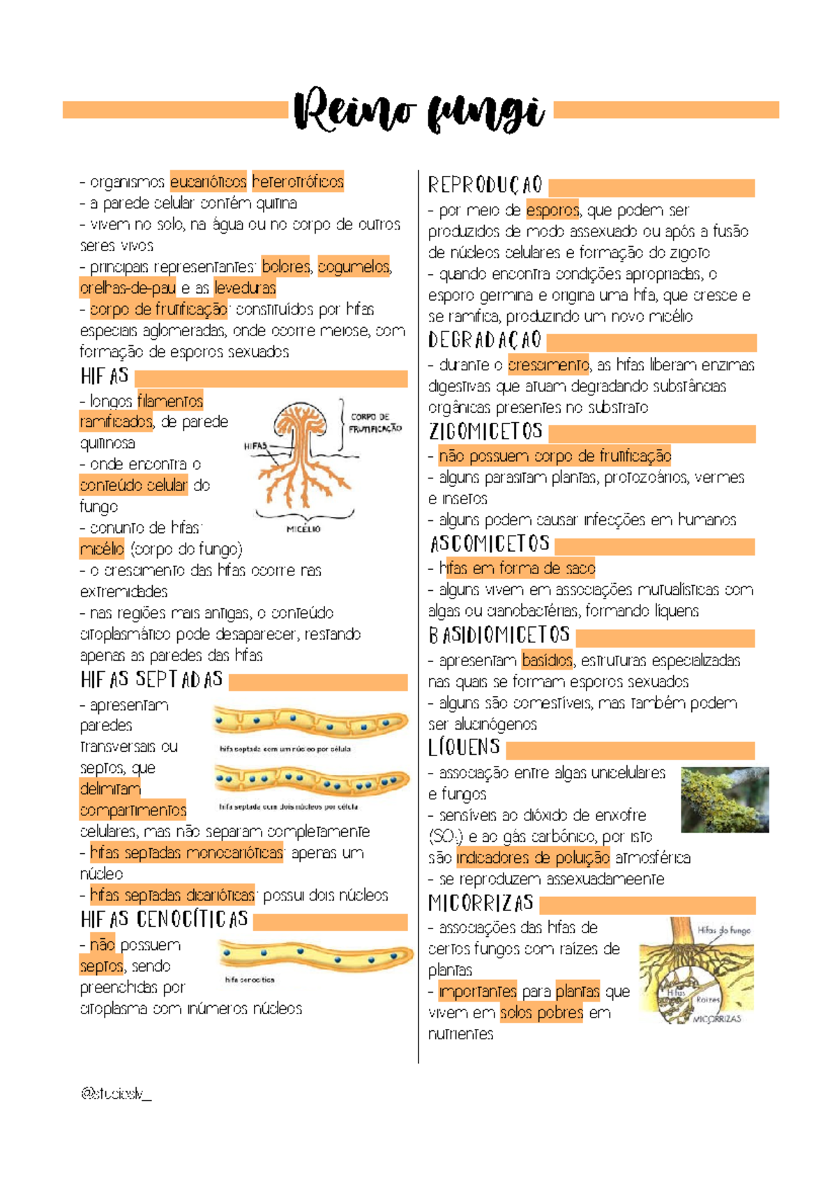 Mapa mental sobre O REINO FUNGI