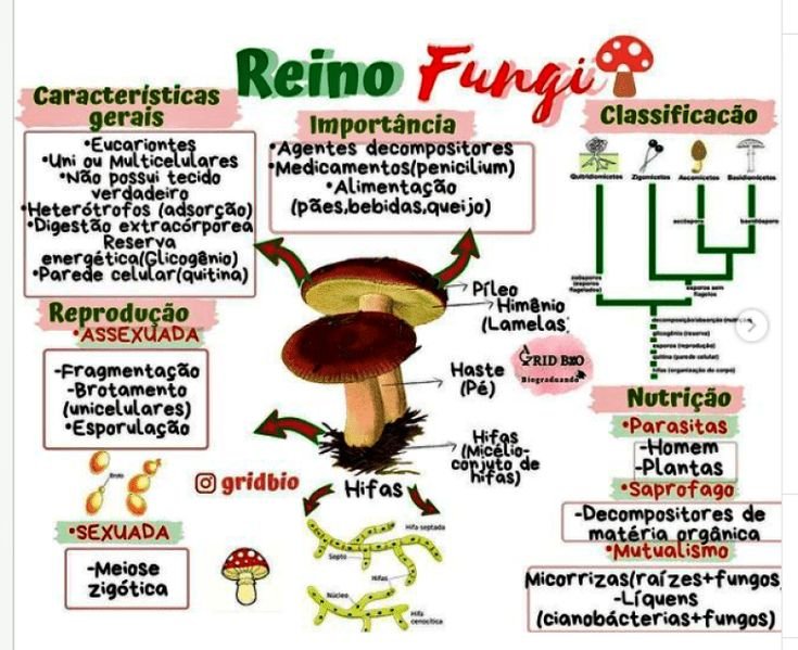 Mapa mental sobre O REINO FUNGI
